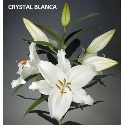 Lelija - Lilium CRYSTAL BLANCA (Casa Blanca)