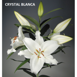 Lilium CRYSTAL BLANCA (DYDIS 14-16)