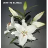 Lelija - Lilium CRYSTAL BLANCA (Casa Blanca)