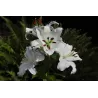 Lelija - Lilium CRYSTAL BLANCA (Casa Blanca)