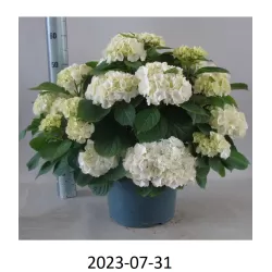 Hydrangea macrophylla WUDU