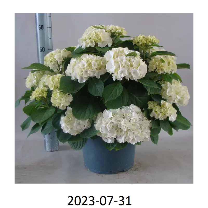 Darželinė hortenzija - Hydrangea macrophylla WUDU