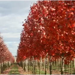 Raudonasis klevas - Acer rubrum AUTUMN FLAME