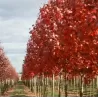 Raudonasis klevas - Acer rubrum AUTUMN FLAME