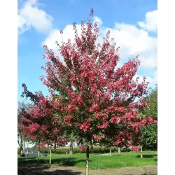 Acer rubrum AUTUMN FLAME C3 150CM