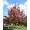Raudonasis klevas - Acer rubrum AUTUMN FLAME