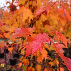 Acer rubrum AUTUMN FLAME C3 150CM