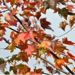 Raudonasis klevas - Acer rubrum AUTUMN FLAME