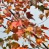 Raudonasis klevas - Acer rubrum AUTUMN FLAME