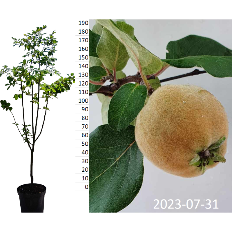 Quitte 'Leskovacka' 160-200cm - Serbische Birnenquitte Obstbaum