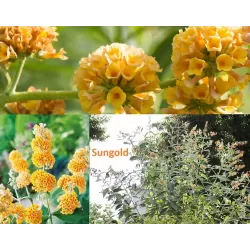 Gelsvoji budlėja - Buddleja weyeriana Sungold