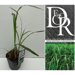 Miskantas - Miscanthus x giganteus