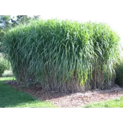 Miskantas - Miscanthus x giganteus