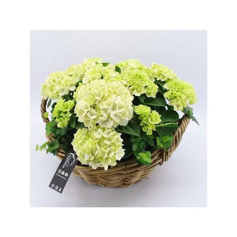 Hydrangea arr. (KHCR-(23)18W) 35Ø