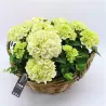 Darželinė hortenzija - Hydrangea arr. (KHCR-18W) 35Ø