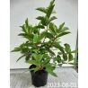 Šluotelinė  hortenzija - Hydrangea paniculata WIMS RED