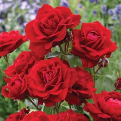 Rožė - Rosa LILLI MARLEEN