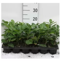 Užsisakyk augalus pavasariui jau dabar