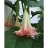 Brugmansia suaveolens P9
