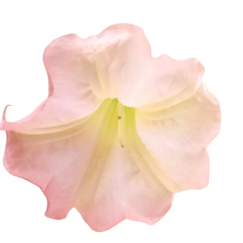 Brugmansia suaveolens P9