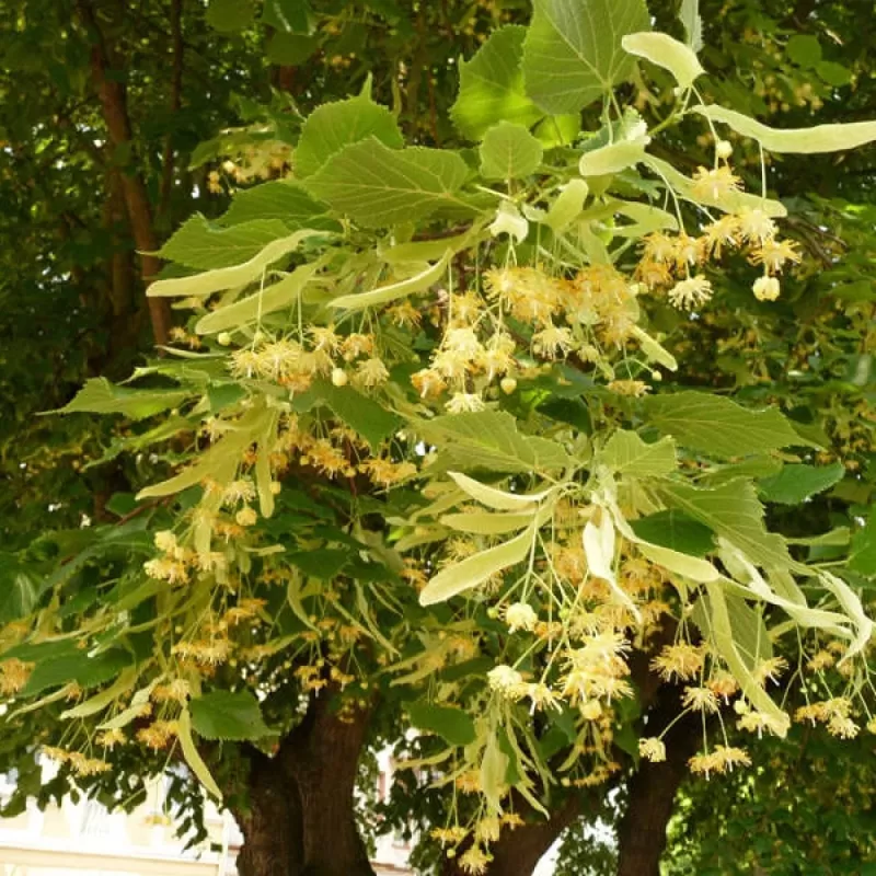 Didžialalapė liepa - Tilia platyphylla 26Ø 100cm