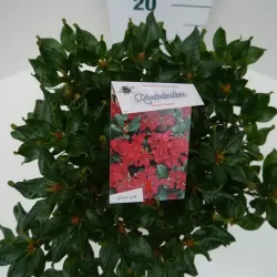 Rhododendron repens Baden-Baden