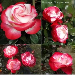 Rosa NOSTALGIE ®