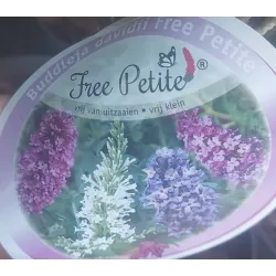 Davido budlėja - Buddleja davidii FREE PETITE LAVENDER FLOW