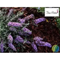Davido budlėja - Buddleja davidii FREE PETITE LAVENDER FLOW