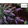 Davido budlėja - Buddleja davidii FREE PETITE LAVENDER FLOW