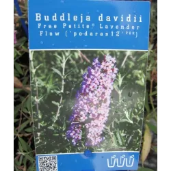Davido budlėja - Buddleja davidii FREE PETITE LAVENDER FLOW