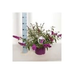 Davido budlėja - Buddleja davidii FREE PETITE LAVENDER FLOW