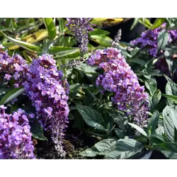 Davido budlėja - Buddleja davidii FREE PETITE LAVENDER FLOW