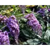 Davido budlėja - Buddleja davidii FREE PETITE LAVENDER FLOW