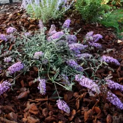 Davido budlėja - Buddleja davidii FREE PETITE LAVENDER FLOW