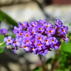 Davido budlėja - Buddleja davidii FREE PETITE LAVENDER FLOW