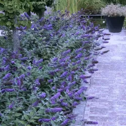 Davido budlėja - Buddleja davidii FREE PETITE LAVENDER FLOW