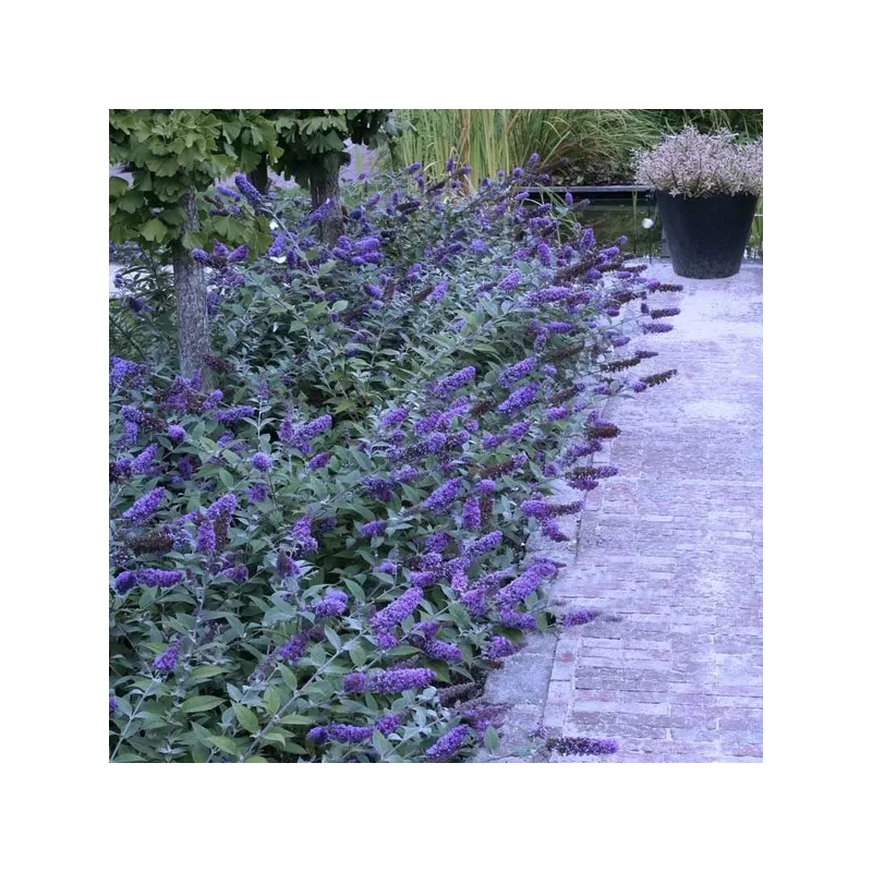 Davido budlėja - Buddleja davidii FREE PETITE LAVENDER FLOW