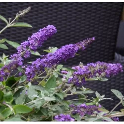 Davido budlėja - Buddleja davidii FREE PETITE BLUE HEAVEN