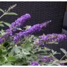 Davido budlėja - Buddleja davidii FREE PETITE BLUE HEAVEN