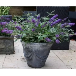 Buddleja davidii FREE PETITE BLUE HEAVEN