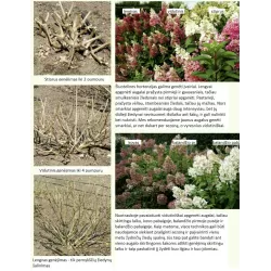 Šluotelinė hortenzija - Hydrangea paniculata Living SILVER DOLLAR