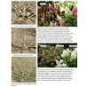 Šluotelinė (šluotinė) hortenzija - Hydrangea paniculata DOLLY P19C3 40CM 3+ st 4METAI
