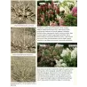 Šluotelinė (šluotinė) hortenzija - Hydrangea paniculata Pee Wee P29C10 80-90CM