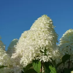 Šluotelinė hortenzija - Hydrangea paniculata Quick Fire Fab ®