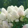 Šluotelinė hortenzija - Hydrangea paniculata Quick Fire Fab ®
