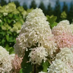 Šluotelinė hortenzija - Hydrangea paniculata Quick Fire Fab ®
