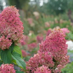 Šluotelinė hortenzija - Hydrangea paniculata Quick Fire Fab ®
