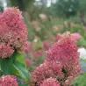 Šluotelinė hortenzija - Hydrangea paniculata Quick Fire Fab ®