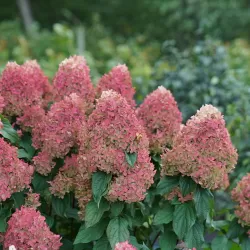 Šluotelinė hortenzija - Hydrangea paniculata Quick Fire Fab ®